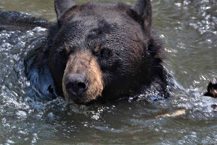 bear playing in pond